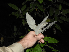 Astrotricha latifolia