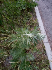 Artemisia absinthium