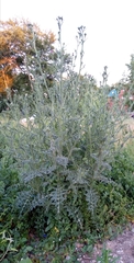 Carduus acanthoides