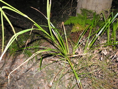 Rhynchospora corymbosa