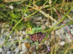 Poecilimon ampliatus