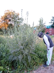 Carduus acanthoides