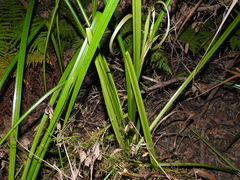 Rhynchospora corymbosa