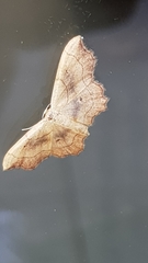 Idaea emarginata