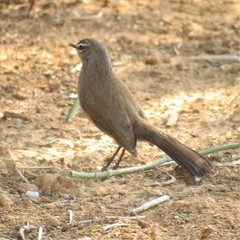 Cercotrichas coryphoeus coryphoeus
