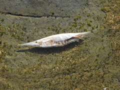 Centriscus scutatus