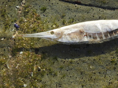 Centriscus scutatus