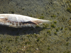 Centriscus scutatus