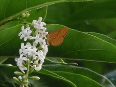 Tetragonus lycaenoides