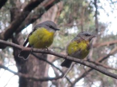 Eopsaltria australis australis