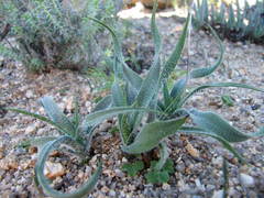 Chlorophytum asperum