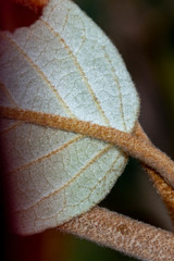 Pomaderris elliptica