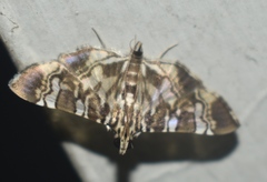 Chabula acamasalis