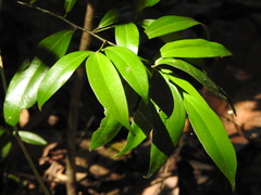 Cryptocarya laevigata