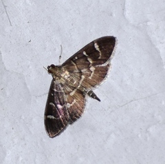 Herpetogramma luctuosalis