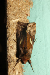 Autographa excelsa