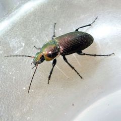Poecilus versicolor