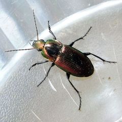 Poecilus versicolor