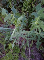 Lactuca serriola