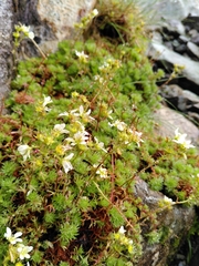 Saxifraga hypnoides