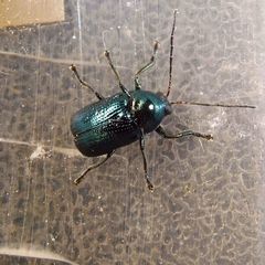 Cryptocephalus parvulus