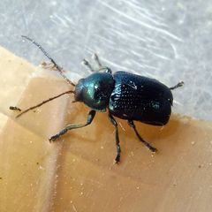 Cryptocephalus parvulus