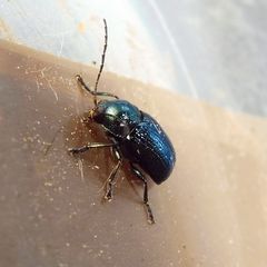 Cryptocephalus parvulus