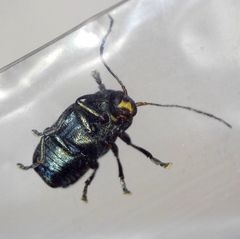 Cryptocephalus parvulus