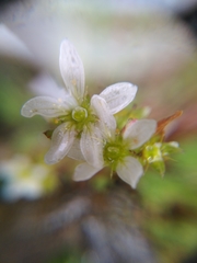 Saxifraga hypnoides