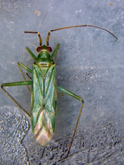 Blepharidopterus angulatus