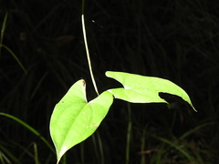 Dioscorea transversa