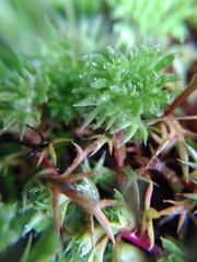 Saxifraga hypnoides