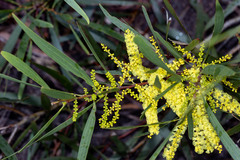 Acacia longifolia longifolia