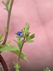 Veronica arvensis