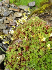Saxifraga hypnoides