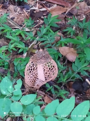 Phallus haitangensis