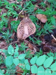 Phallus haitangensis