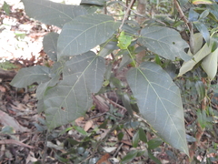 Sterculia quadrifida
