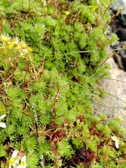 Saxifraga hypnoides