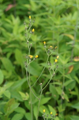 Hieracium paniculatum