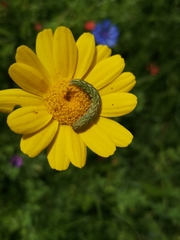 Cucullia chamomillae