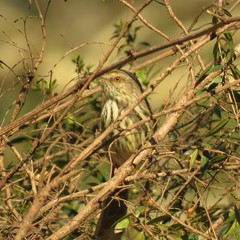 Prinia maculosa exultans