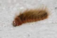 Phyllalia