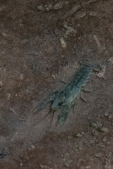 Austropotamobius pallipes