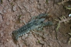 Austropotamobius pallipes