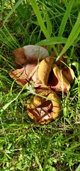 Boletus