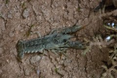 Austropotamobius pallipes