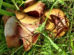 Boletus