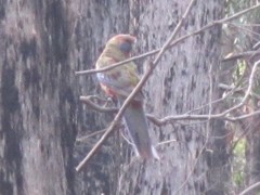 Platycercus elegans elegans