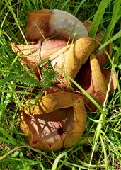 Boletus